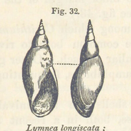 Image taken from page 69 of '[A Manual of Elementary Geology. ... Third and entirely revised edition.]'